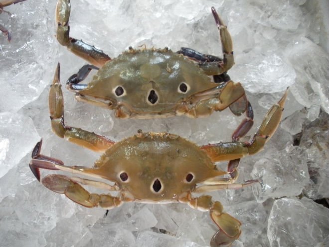 3-spot Crab