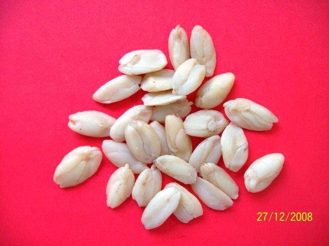Java Almond - Canarium