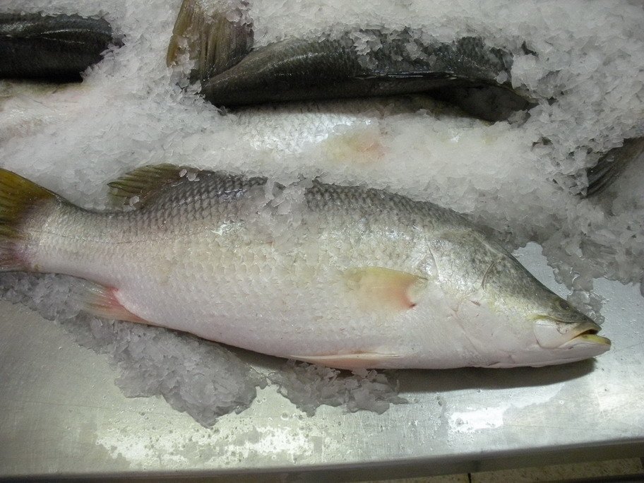 Barramundi