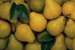 PEAR JUICE CONCENTRATE