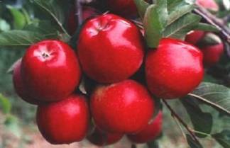 APPLE JUICE CONCENTRATE