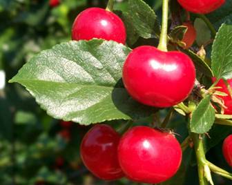 Sour Cherry Juice Concentrate