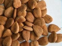 Quality Bitter and Sweet Almond / Apricot Kernels For Sale