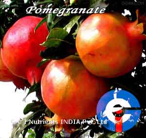 Suppliers of  Pomegranate   Juice 