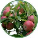 Aseptic TOP Quality Apple juice Concentrate