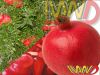 Juice Concentrate