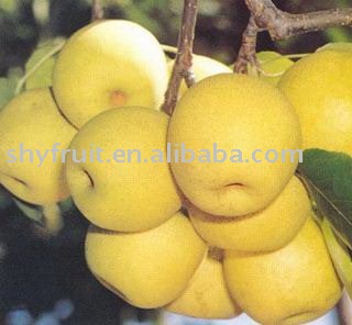 Early Su Pear
