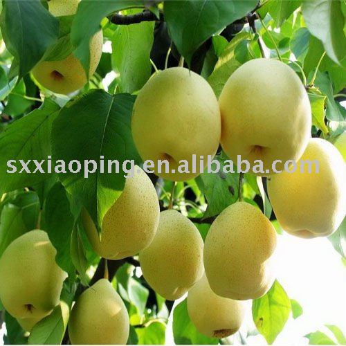 fresh golden pear