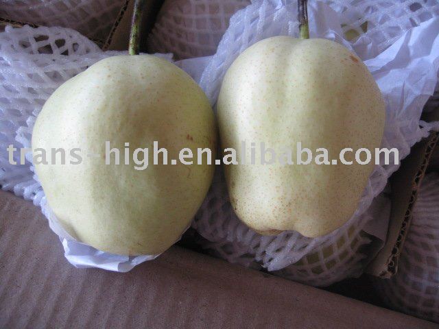 Zaosu Pear