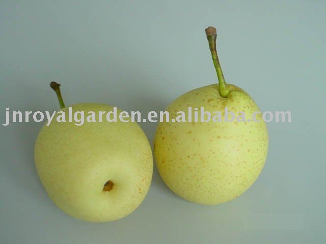Chinese new crop Ya pear