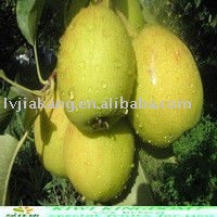 chinese fresh fragrant pear fruit