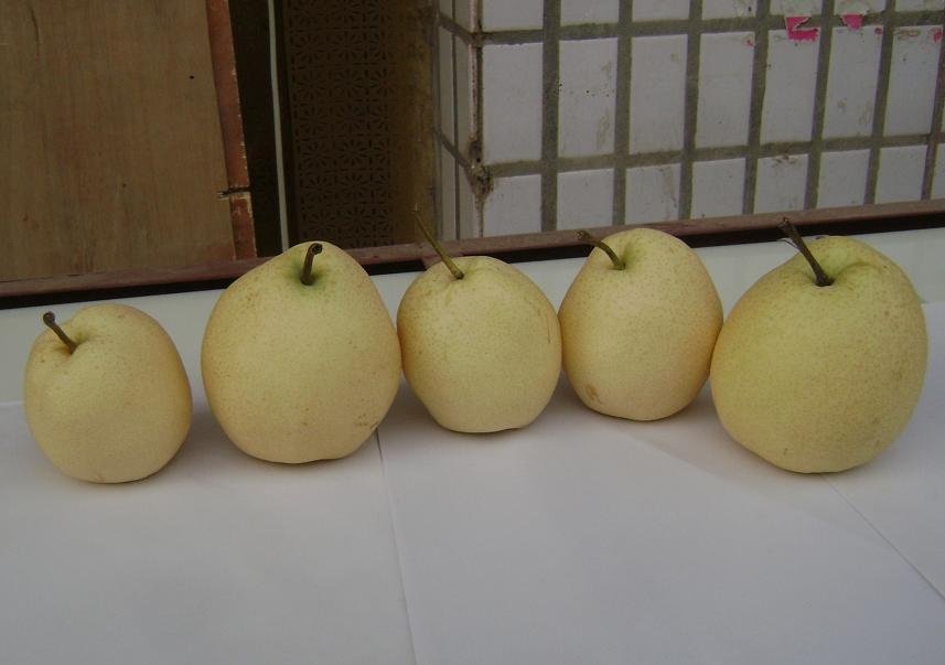 Fresh Su Pear