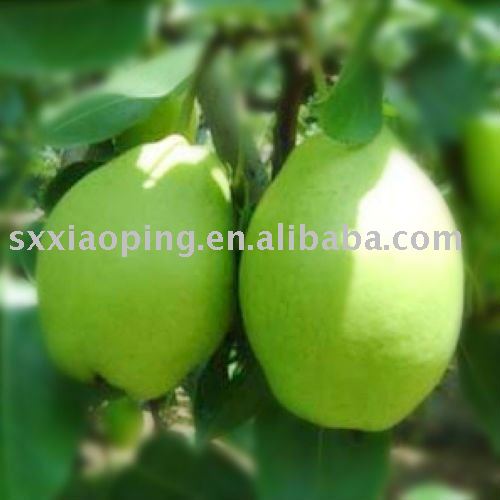 Early su pear