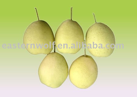 Fresh Chinese Shandong Pear in 15 KG/Carton