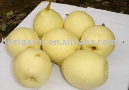 Chinese fresh ya pear
