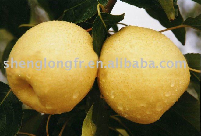 Fresh Su Pear