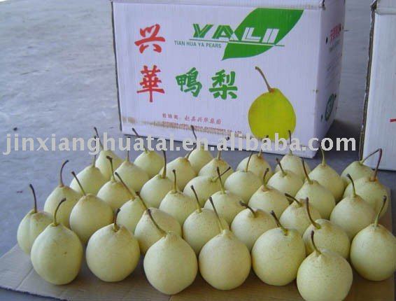 hebei ya pear