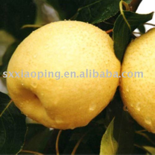 TOP delicious pear