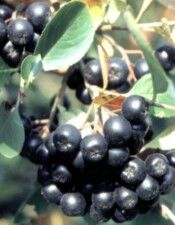 Aronia Juice Concentrate