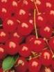 Sour Cherry Juice Concentrate