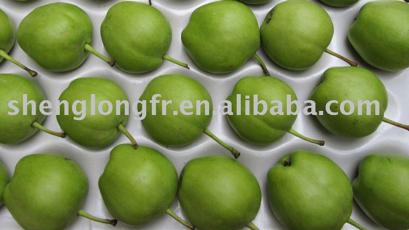 Sweet Early Pear from Shaanxi, China