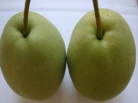 chinese sweet pear