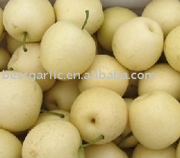 Chinese fresh ya pear in 2010 crop