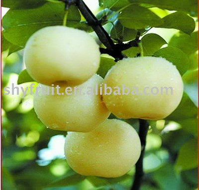 Su Pear