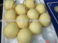 Chinese Ya pear