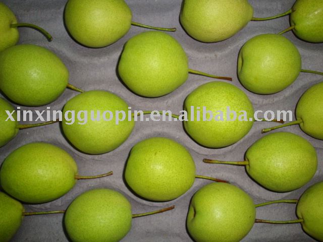 shandong pear