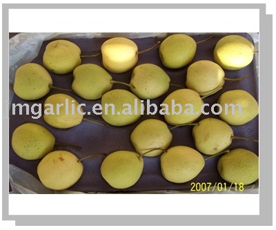 shandong pear