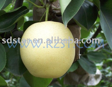 sell chinese fresh  delicious   Pear 