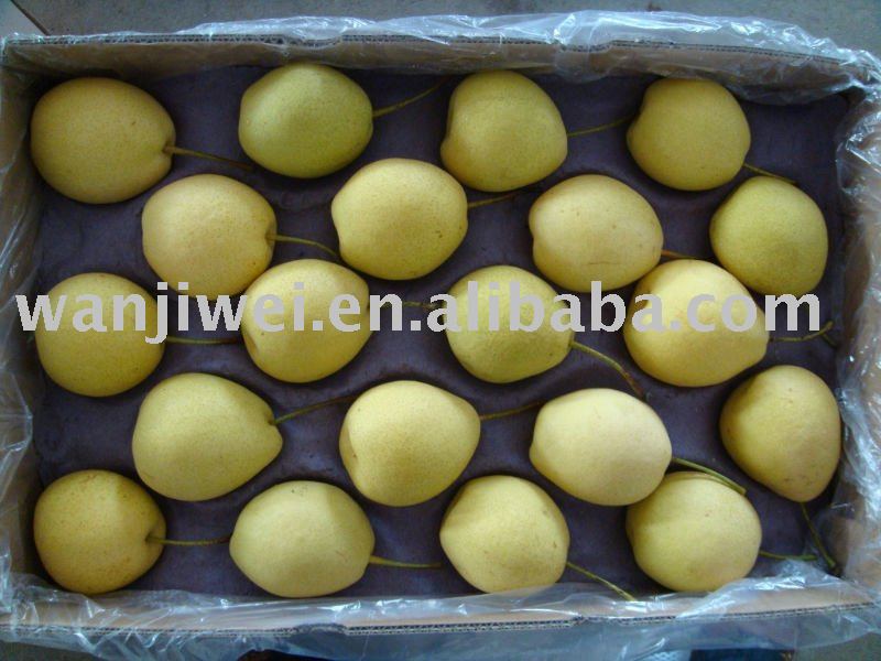 SHANDONG PEAR