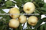 fresh good taste golden pear