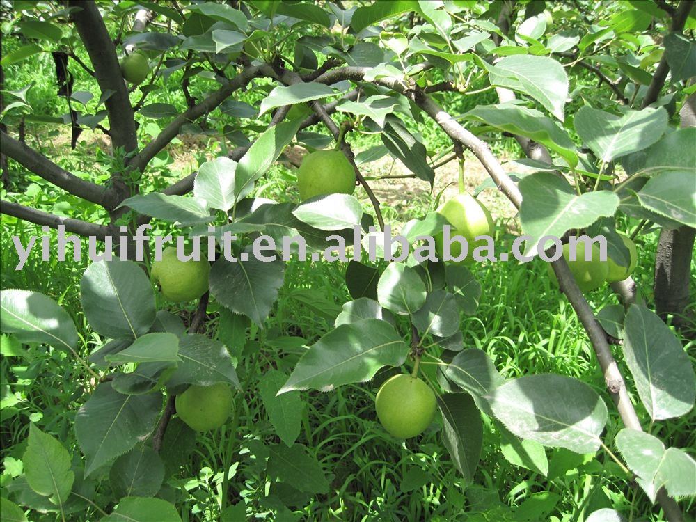 Chinese early pear