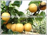 2010 fresh pear