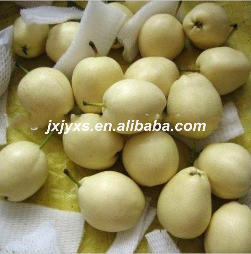 shandong fresh  pear