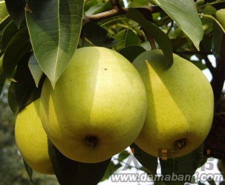 Ya Pear