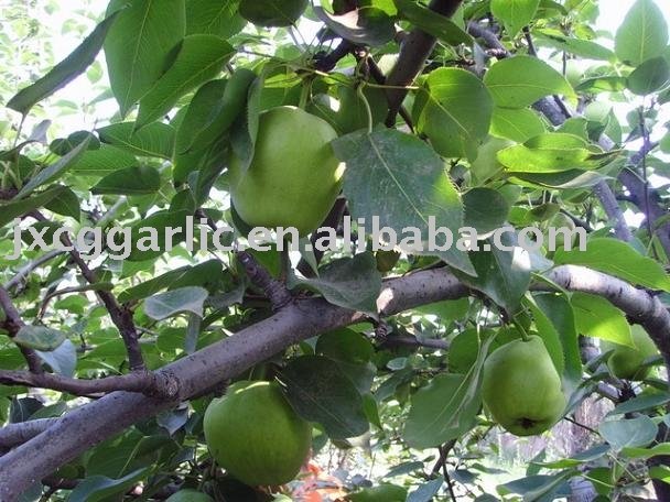 Early Su Pear