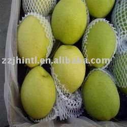 Fresh Shandong Pear