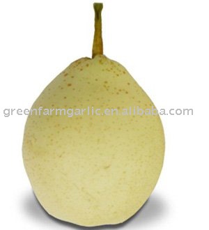 Fresh Ya Pear,Fresh Pear,Sweet Pear