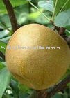 sweet fresh fengshui pear