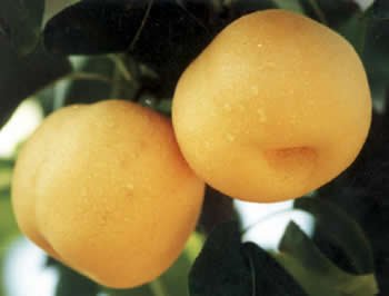 Fengshui Pear