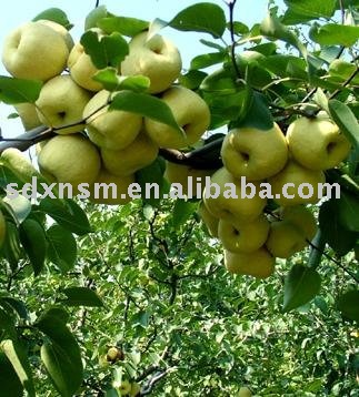 Su Pear