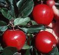  Apple   Concentrate   juice 