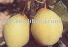 sweet ya pear