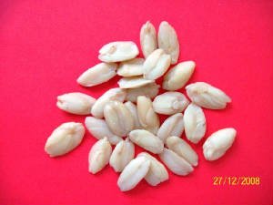 Java Almond - Kenari