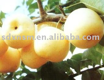 Golden Pear