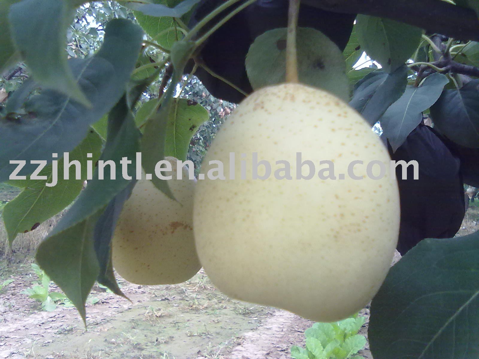 Ya pear