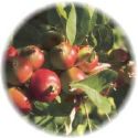 Great supplier of organic&non-organic pomegranate juice concentrate